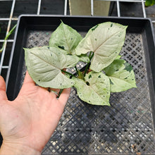 Load image into Gallery viewer, Syngonium Green Splash, Exact Plant Variegated Ships Nationwide
