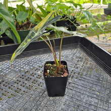 Load image into Gallery viewer, Alocasia Sanderiana 'Nobilis' Aurea, Exact Plant Ships Nationwide
