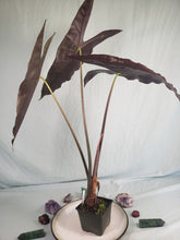 Load image into Gallery viewer, Denudata Longiloba, Exact Plant, Alocasia
