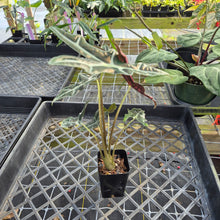 Load image into Gallery viewer, Alocasia nobilis pink Variegated Ships Nationwide

