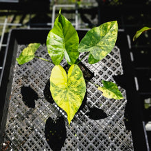 Load image into Gallery viewer, Alocasia Gageana Aurea, Exact Plant Variegated 4&#39;&#39; pot
