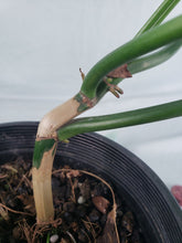 Load image into Gallery viewer, Tortum Narrow Form, exact plant, Philodendron, ships nationwide
