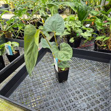 Load image into Gallery viewer, Anthurium Papillilaminum Fort Sherman, Exact Plant Ships Nationwide
