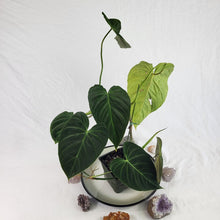 Load image into Gallery viewer, Philodendron Splendid, Exact Plant
