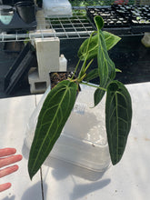 Load image into Gallery viewer, Anthurium Warocqueanum, Queen exact plant, Fedex 2day*
