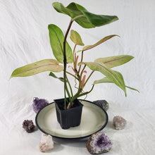 Load image into Gallery viewer, Philodendron Whipple Way, Exact Plant Ships Nationwide
