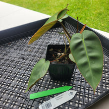 Load image into Gallery viewer, Philodendron Maximum , Exact Plant Ships Nationwide
