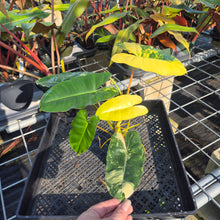 Load image into Gallery viewer, Philodendron Burle Marx, Exact Plant Variegated Ships Nationwide
