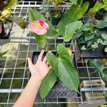 Load image into Gallery viewer, Anthurium Shibori, Exact Plant Variegated 1 gallon pot
