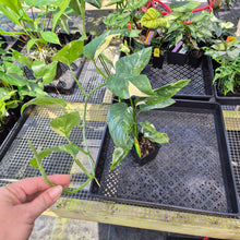 Load image into Gallery viewer, Monstera Lechleriana , Exact Plant Variegated Ships Nationwide
