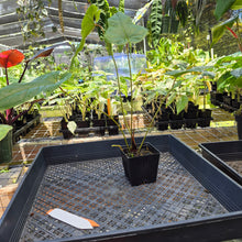 Load image into Gallery viewer, Anthurium Cupulispathum X Pedatum , Exact Plant Ships Nationwide
