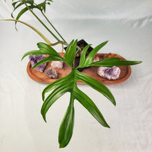 Load image into Gallery viewer, Philodendron Quercifolium, Exact Plant Ships Nationwide

