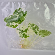 Load image into Gallery viewer, Alocasia Frydek variegated tissue culture 2DayAir
