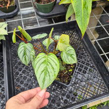 Load image into Gallery viewer, Philodendron Sodiroi True Form, Exact Plant Ships Nationwide
