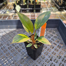 Load image into Gallery viewer, Philodendron Red Congo, Exact Plant Variegated Ships Nationwide
