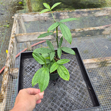 Load image into Gallery viewer, Anthurium Pentaphyllum, Exact Plant Ships Nationwide

