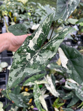 Load image into Gallery viewer, Alocasia Simpo Albo variegated 2.5" pot, Fedex 2day*
