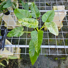 Load image into Gallery viewer, Philodendron Giganteum, Exact Plant Variegated
