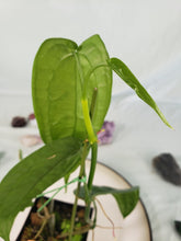 Load image into Gallery viewer, SP. Limon, Exact Plant, Anthurium
