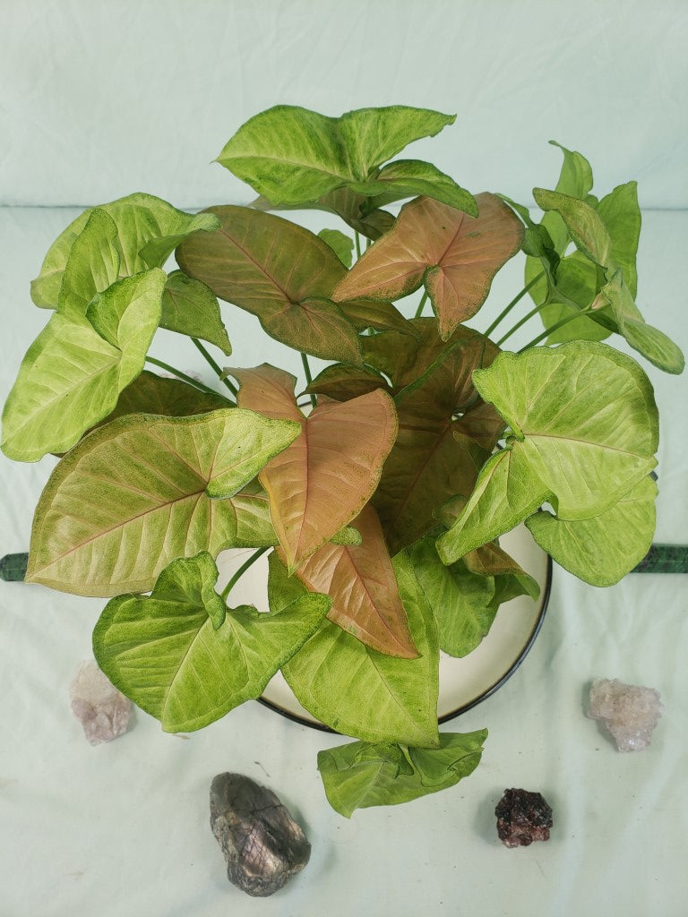 Regina Red, Exact Plant, triple plant pot, variegated Syngonium