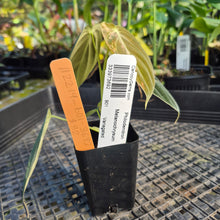 Load image into Gallery viewer, Philodendron Melanochrysum, Exact Plant Variegated Ships Nationwide
