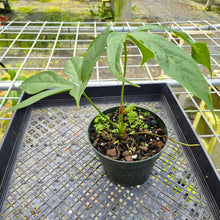 Load image into Gallery viewer, Anthurium Clavigerum , Exact Plant
