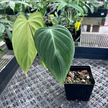 Load image into Gallery viewer, Philodendron Glorious 4" pot, Fedex 2day*
