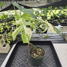 Load image into Gallery viewer, Monstera Borsigiana Albo Deliciosa Variegated exact plant, Fedex 2day
