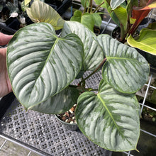 Load image into Gallery viewer, Philodendron Sodiroi True Form exact plant, Fedex 2day
