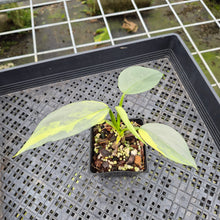 Load image into Gallery viewer, Philodendron Hastatum Silver Sword Variegated exact plant, Fedex 2day*
