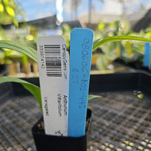 Load image into Gallery viewer, Anthurium Vittarifolium , Exact Plant Variegated Ships Nationwide
