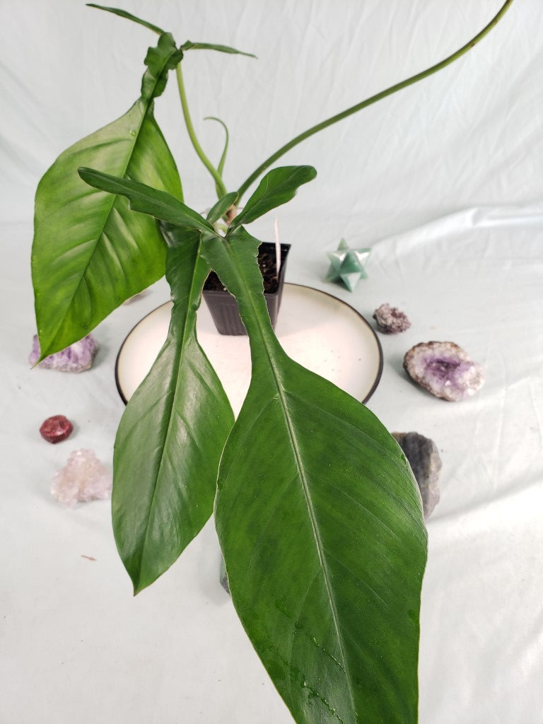 Joepii, exact plant, Philodendron, ships nationwide