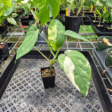 Load image into Gallery viewer, Syngonium Chiapense Variegated exact plant, Fedex 2day*
