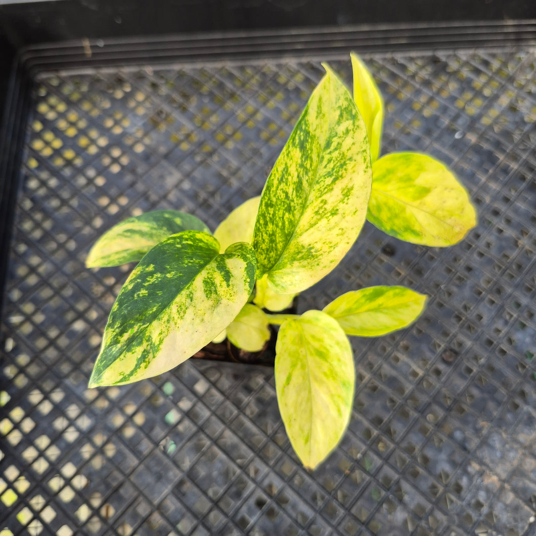 Epipremnum Pinnatum Sunburst, Exact Plant Variegated Ships Nationwide