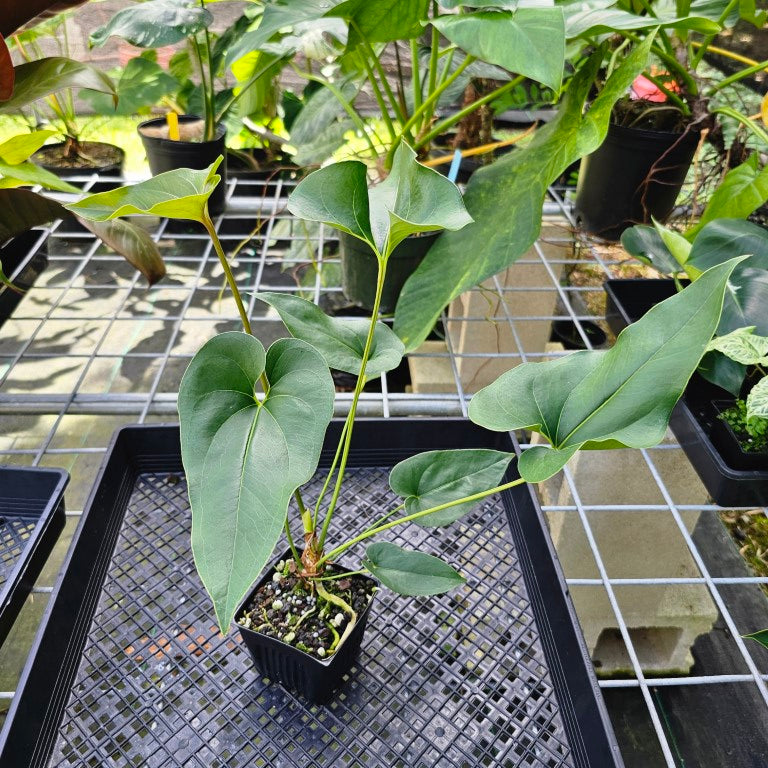 Anthurium Bakeri, Exact Plant