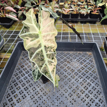 Load image into Gallery viewer, Alocasia Polly Snowflake Pink variegated exact plant, Fedex 2day*
