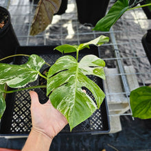 Load image into Gallery viewer, Monstera Borsigiana Albo Deliciosa, Exact Plant Variegated Ships Nationwide
