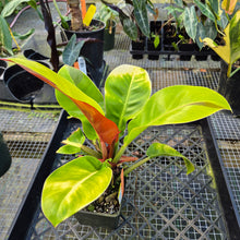 Load image into Gallery viewer, Philodendron Red Moon. not Yellow Flame, Exact Plant Variegated
