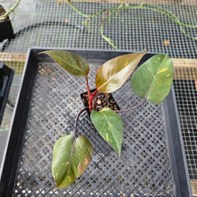 Load image into Gallery viewer, Philodendron Orange Princess, Exact Plant Variegated Ships Nationwide
