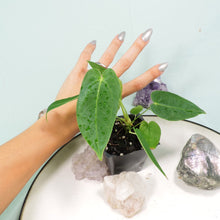 Load image into Gallery viewer, Anthurium Angamarcanum 2.5&quot; Pot, Fedex 2 day*
