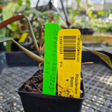 Load image into Gallery viewer, Philodendron Bicolor, Exact Plant Ships Nationwide
