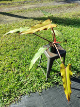 Load image into Gallery viewer, Philodendron Orange Marmalade, Exact Plant Ships Nationwide
