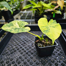 Load image into Gallery viewer, Alocasia Gageana Aurea, Exact Plant Variegated 4&#39;&#39; pot
