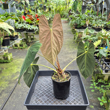 Load image into Gallery viewer, Anthurium Papillilaminum Fort Sherman exact plant, Fedex 2day*
