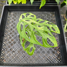 Load image into Gallery viewer, Monstera Adansonii Mint &quot;Indonesia&quot;, Exact Plant Variegated Ships Nationwide
