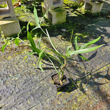 Load image into Gallery viewer, Philodendron Holtonianum, Exact Plant

