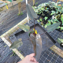 Load image into Gallery viewer, Philodendron Majesty, Exact Plant Ships Nationwide
