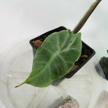Load image into Gallery viewer, Alocasia Longiloba, Denudata 4" pot, Fedex 2day*
