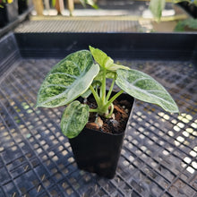 Load image into Gallery viewer, Alocasia Ninja, Exact Plant Variegated Ships Nationwide
