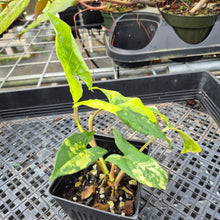 Load image into Gallery viewer, Syngonium Aurea, Exact Plant Variegated Ships Nationwide
